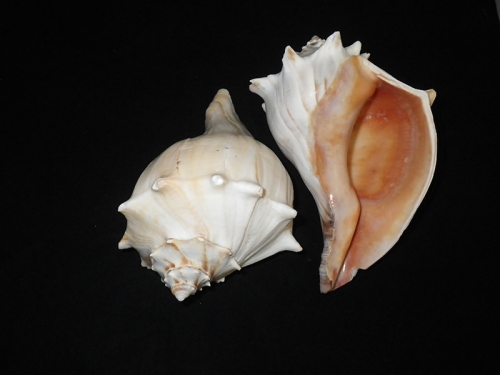 Northern-Atlantic-Whelk